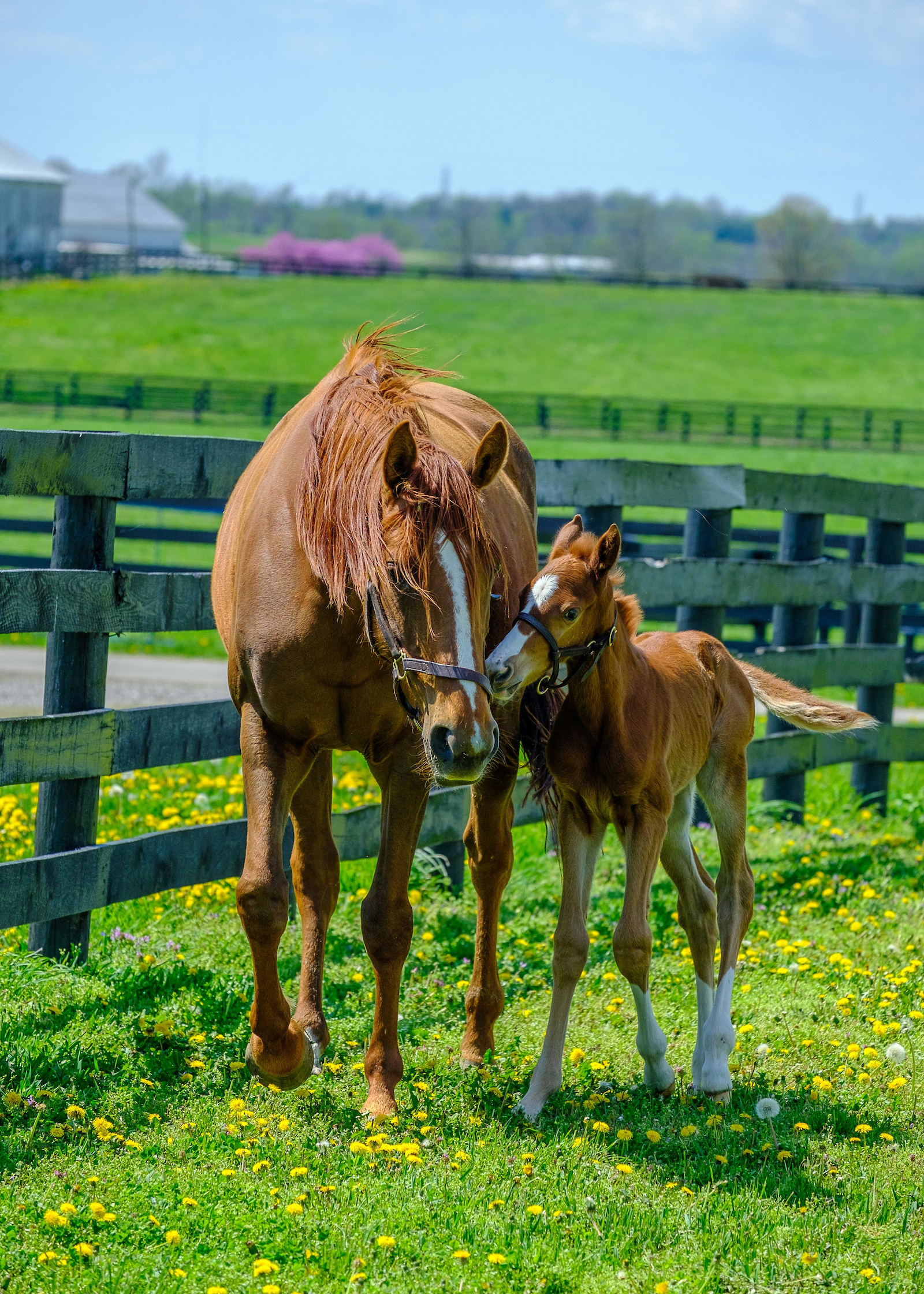 A foal and mare enjoy the warm spring weather at the Equine Unit on the Maine Chance Farm.